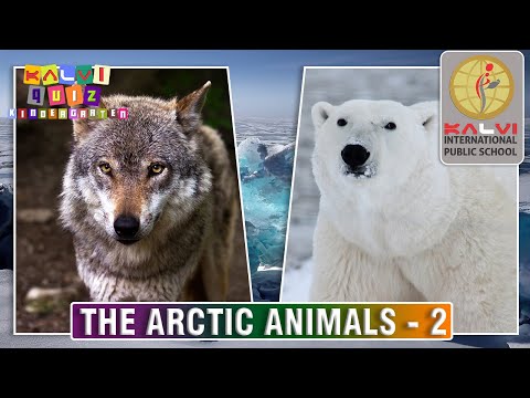Kalvi Quiz Kindergarten - Episode 4 - The Arctic Animals - Part 2