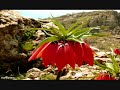 shehid ebay mala qaitani 2 lewani
