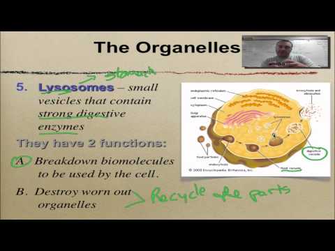 Chapter 7 Part 6- Golgi, Lysosomes & Vacuoles