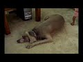 Weimeraner dog farts and scares its self