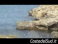SALENTO TORRE SUDA MARINA DI RACALE VACANZE IN VIDEO