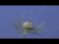 Time Lapse Love In The Mist. Nigella Flower Opening