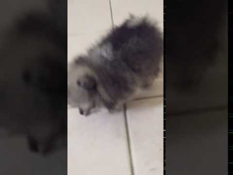 Monkeys male teacup puppy