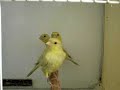 canaris agates opales jaunes de 2008