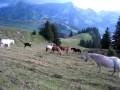 videos de alpworkshop 045