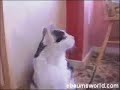 ++Rockish` Cat++