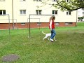 Shegy- puppies training mix