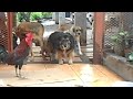 Click here to watch this video Tito Gallito en su nuevo hogar, segundo día.