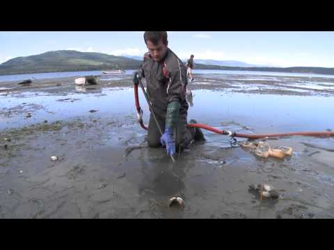 how to harvest clams