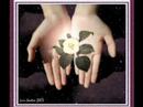 Gard�nia & Amilson