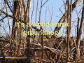 Strange animal sleeping in woods... Watch to find out what! Strange animal sleeping in woods... Watch to find out what!