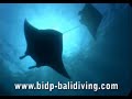 Manta Ray Dance Bali