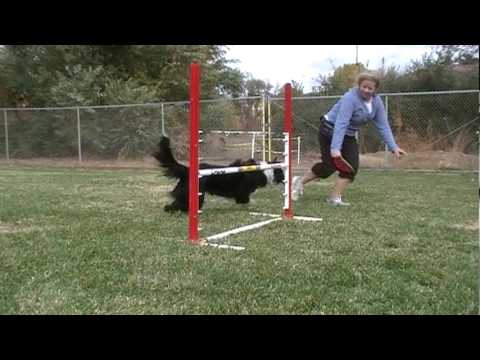 how to train agility dogs