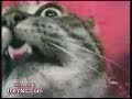 tripping cat tripping cat