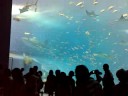 Okinawa Chaurami Aquarium