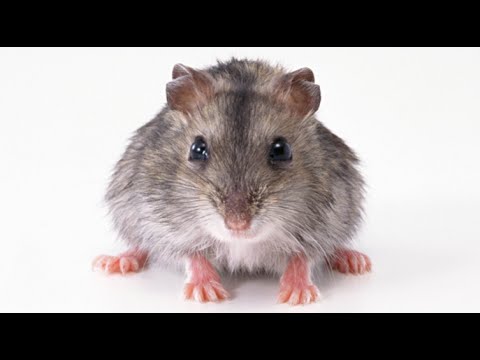Scientists Implant Human Brain Cells In Mice To Create ‘Supermouse’