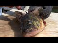 How to Fillet Fish - Freshwater