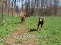 Lavelle Dobermans out for a Run
