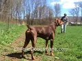 Lavelle Dobermans out for a Run
