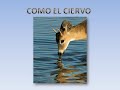 COMO EL CIERVO.wmv