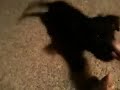 Fergus learns a trick!