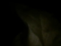 Re: The King Downloads Sony Vegas