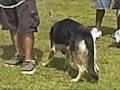 Lassy's 1st Dog Competition - Champion