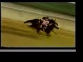 The Moon and the Super Heros (Affirmed and Alydar)