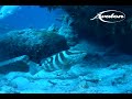Cuba Video