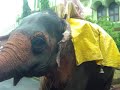 Hathi Mere Sathi Hathi Mere Sathi