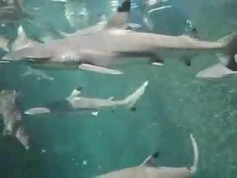 See video