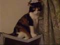 かまってほしい猫 - (真夜中の場合)