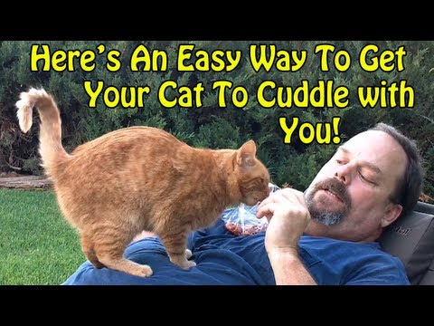 An Easy Way to get your Cat to Cuddle