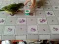 Kermit's Cup Stacking Trick