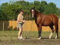 clicker training shoki to trot with his head down