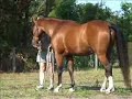 clicker training shoki to trot with his head down