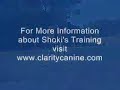 clicker training shoki to trot with his head down