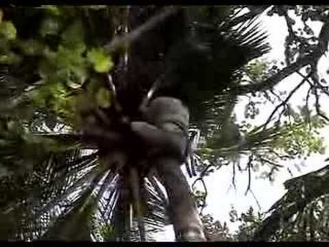 See video