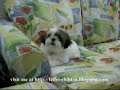 Shih Tzu puppy feifei and fifi having fun @ shih tzu