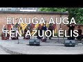 Augo girioj ąžuolėlis