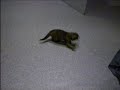 duracell kitty