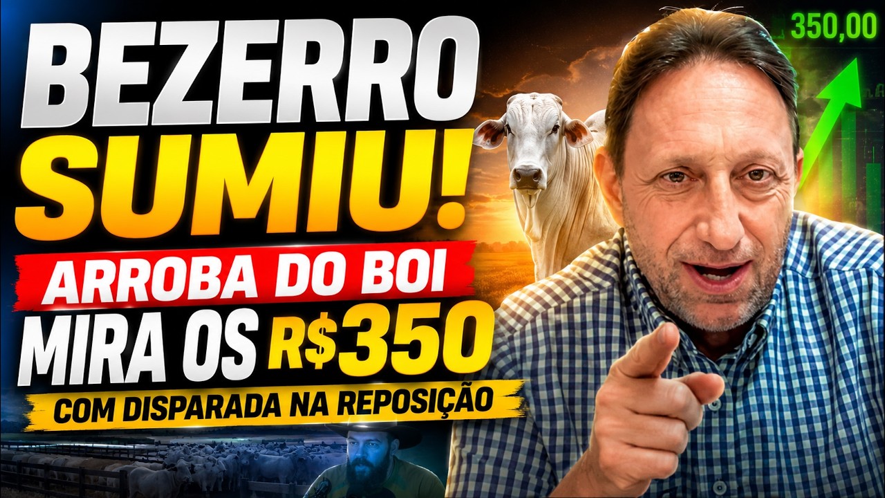 Bezerro Sumiu! Arroba do Boi Mira os R$350 com Disparada na Reposição.