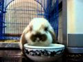 โชคดี กินอาหาร น่ารักตามเคย