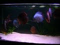 i miei discus (www.discuspassion.net)