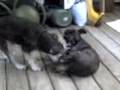 Kristabelle Playing with Keechie