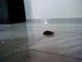 videos de tortise