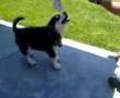 Alaskan Malamute video