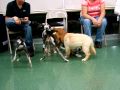 Puppyplaytime1.AVI
