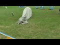 Hinkley Agility Championships 2008