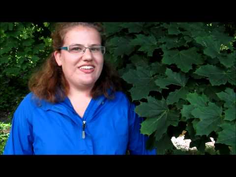 how to transplant yellow loosestrife